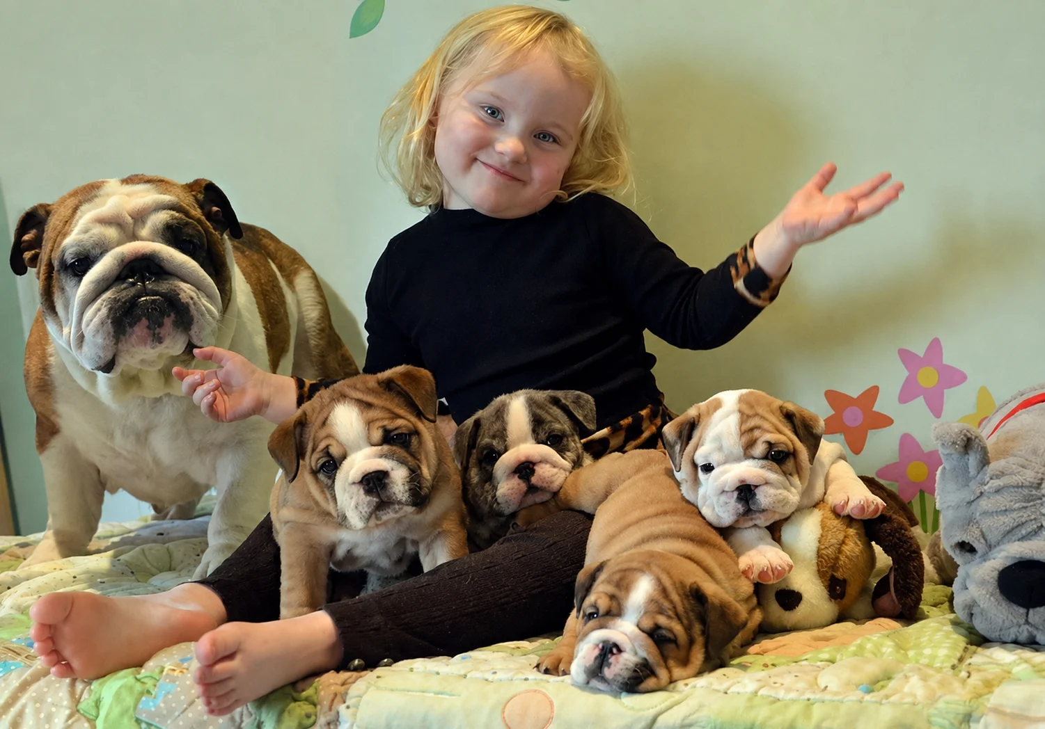 SGSER BERGIL - Engelse Bulldog Pup