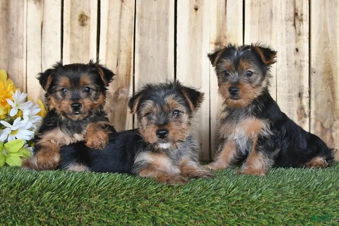 SGSER BERGIL - Yorkshire Terrier Pup