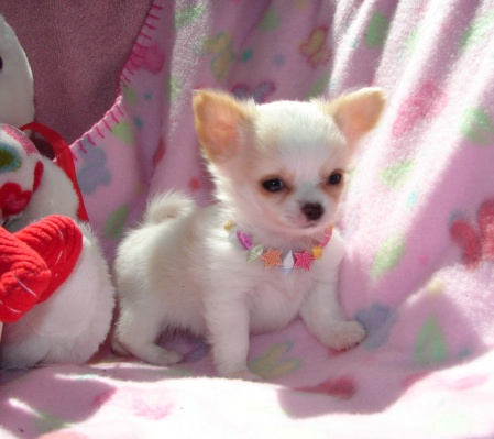 Rosy